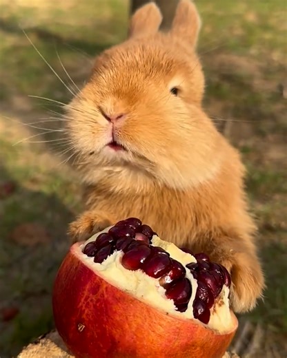 2.4M views · 184K reactions | The most adorable thing you'll see! | Simple ideas | Facebook