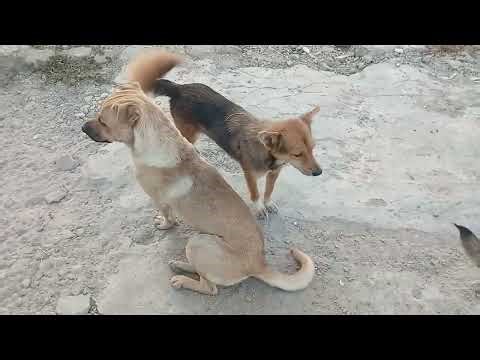 Funny Cat Moments at Home | Meow & Friends Episode 18@