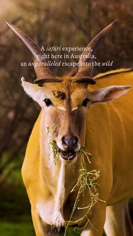 A safari experience right here in Australia