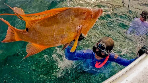 How one dive became a mission to hunt Hogzilla