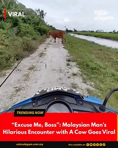 193 reactions · 29 shares | A Malaysian man’s hilarious attempt to convince a cow to moo-ve out of his way has the internet in stitches. Video credits : cik.wat TikTok | Astro Ulagam | Facebook