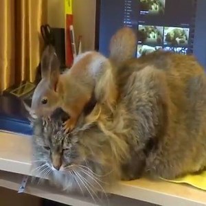 58K views · 3.3K reactions | Cat and squirrel best friends <3 | Happy Pets Club | Facebook