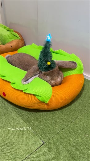 ホーランドロップのもっぷ🐰フレンチロップのビリケン🐰 on Instagram: "- ̗̀ 🎄 ᴍᴇʀʀʏ ᴄʜʀɪsᴛᴍᴀs 🎄 ̖́- ⁡ 👤今年は特に何もしてないので去年のクリスマスの動画を ショートバージョンで…🎄 ⁡ 覚えてる人いるかな？ ⁡ ビリたんはひたすら『無…』でした😂 ⁡ ぷーちゃんはクリスマスツリーと なかなかいい戦いを見せてくれましたが最後はツリーの勝利🎄 ぷーちゃんは逃げ去っていきました😂💨 ⁡ クリスマス本番…皆さま楽しいクリスマスをお過ごし下さい🎅 ⁡ 2025/12/25 ⁡ #うさぎ #フレンチロップ #ホーランドロップ #bunny #rabbit ⁡ ⁡ ⁡"