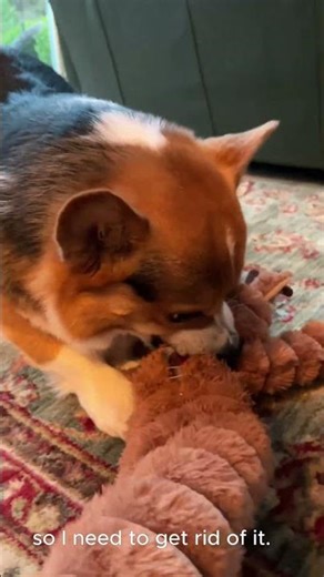Milo the 5-year-old corgi vs. the squeaky reindeer toy 🔇🦌🐶