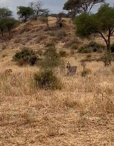 2.2M views · 43K reactions | Mission impossible for these lioness duo煉女女. The zebra put a spirited fight and a swift run when opportunity presented itself煉 #zebra #zebras #lioness #lions #bigcats #wildlife #bigcatswildlife #bigfivesafari #gamedrivesafari | Wildfriends Africa | Facebook