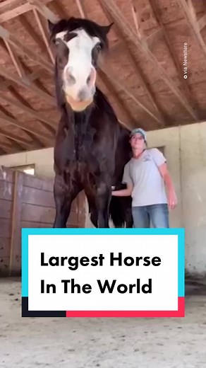 Biggest Horse in the World: Phantom the Giant