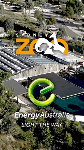 Sydney Zoo’s combined reptile and nocturnal house is the largest in the Southern Hemisphere and is home to over 50 cute and curious critters! As part of Sydney Zoo’s partnership with EnergyAustralia, solar panels now help power the specialised lighting that keeps their habitats just right. Experience the magic of night and day at Sydney Zoo. ☀️ #EnergyAustralia #SydneyZoo #Solar | Sydney Zoo