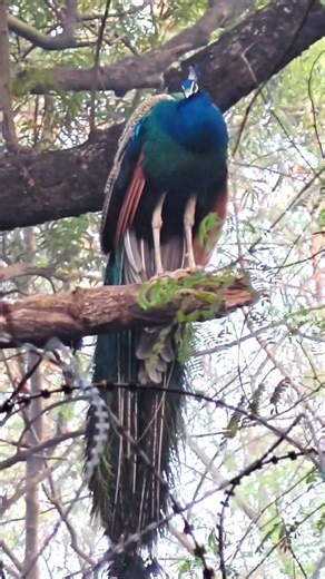 Majestic Peacock Sitting on a Tree! 👑🪶 #Shorts #Wildlife #peacock
