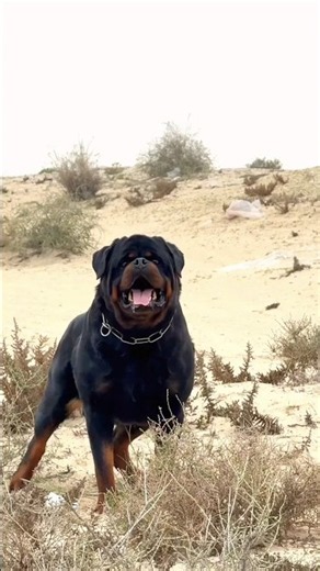 Dangerous Rottweiler 🐕🔥 | Powerful, Loyal & Protective Dog