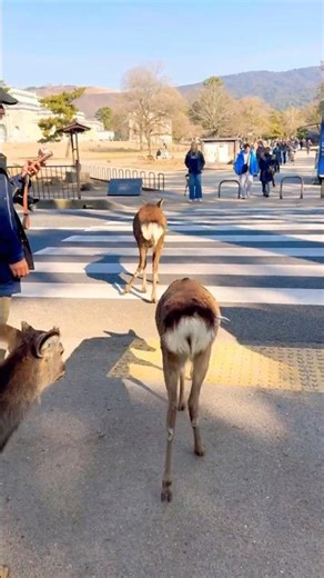 交通ルールを守る奈良の鹿🦌