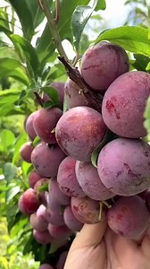612K views · 3.9K reactions | A tree full of treasures  | Fruit Farm | Facebook