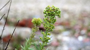 Euphorbia characias (Mediterranean Spurge) wild plant on a rainy day