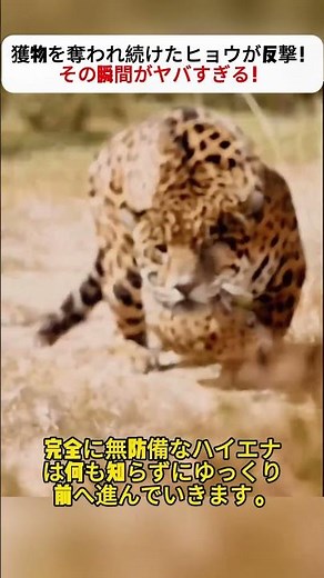 獲物を奪われ続けたヒョウが反撃！その瞬間がヤバすぎる！ #ヒョウ #ハイエナ #野生の瞬間 #野生動物 #サバンナ