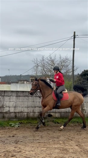 Multitasking Job😅 #horse #equestrian #horseriding #viralshorts #fyp #trending #foryou