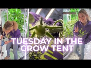 The Fresh Princess 🌱 is live!