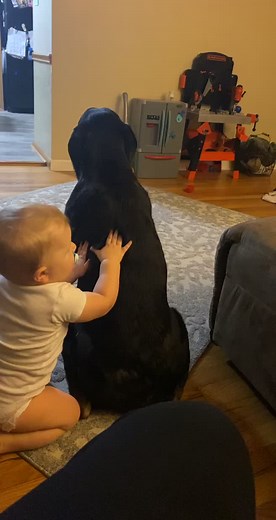 #rottweiler #backrubs #besties