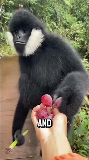 Longest Monkey Arms? #monkey #gibbon