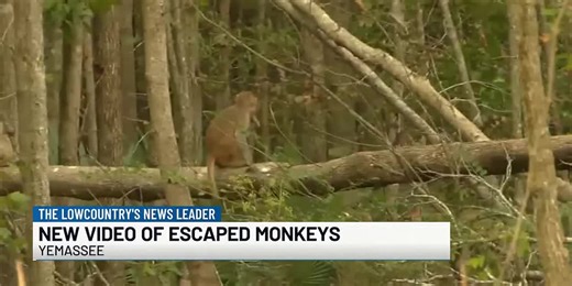VIDEO: New exclusive video of escaped monkeys from Live 5 News