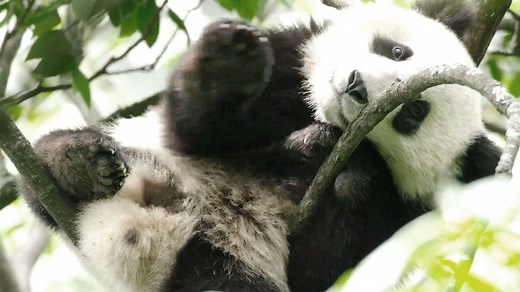 Born in China: Earth Day Trailer