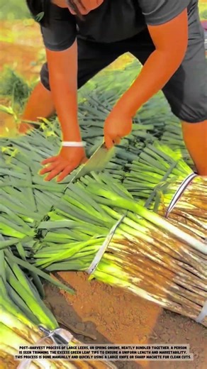 Traditional Agriculture: Super Fast Scallion Harvesting Technique!