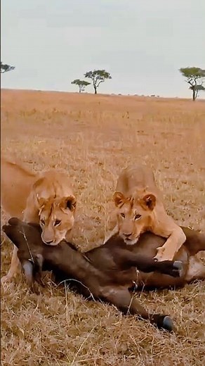 ライオンがアフリカの野生のバッファローを狩る #animals #wildlife #猟虫 #特有種 #捕食シーン #lion