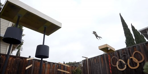 Engineer creates crazy squirrel Olympics obstacle course in his backyard