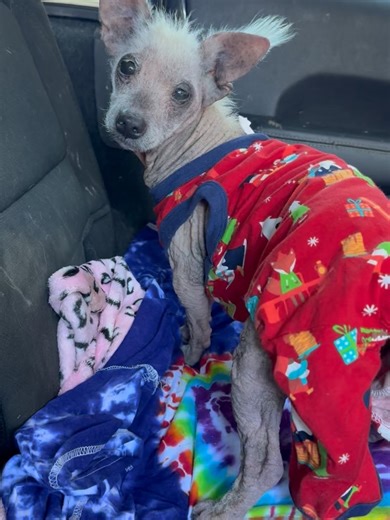 49 reactions · 3 comments | Forgotten To Spoiled Rotten Animal Sanctuary on Reels | Facebook