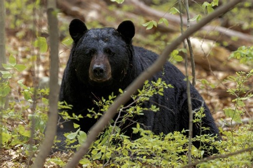 UPDATE: Bear Who Snuck Up On Clueless Visitors at Burnaby Mountain Park Has Been Put Down