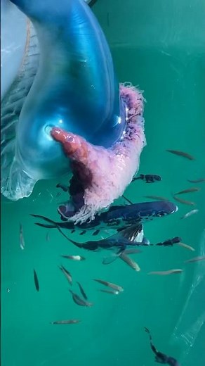 Portuguese Man O' War JELLYFISH with Man O' War FISH underneath