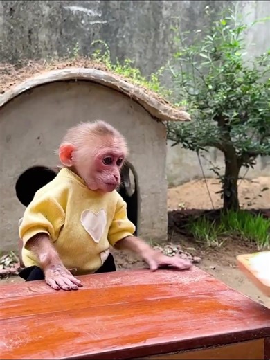 The funny story of a piglet destroying monkey Anni | Piglets
