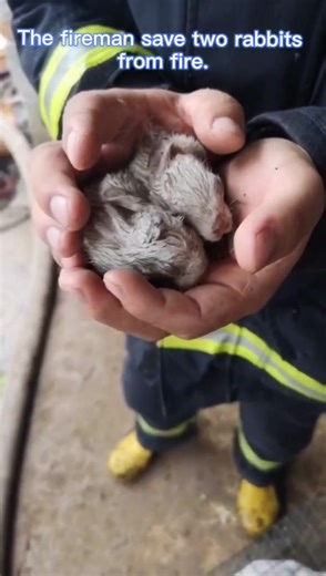 rabbitfoodie on TikTok