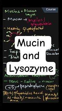 Mucin and Lysozyme Explained | Innate Immune Defenses | Immunology Shorts