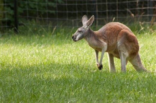 The Only Animals That Are Bipedal