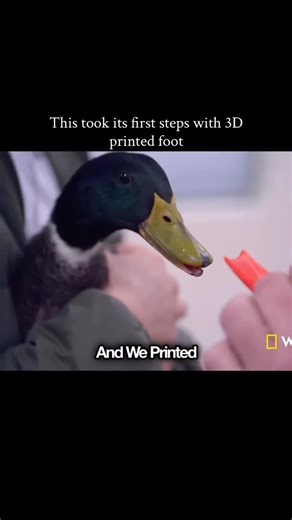 Homo Curious Sapiens(Curious Humans) on Instagram: "Waddles the duck was born with a deformed foot that made walking painful and difficult. Instead of giving up, her caretakers worked with a 3D printing specialist to design a custom prosthetic foot. After several adjustments, Waddles learned to walk properly again. This real life story shows how modern technology like 3D printing can change an animal’s life in the simplest but most meaningful way. Video not mine. DM FOR CREDIT AND REMOVAL #waddl