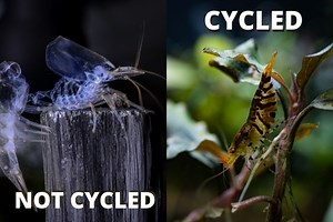 How To Cycle A Shrimp Tank?