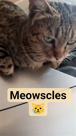 "Meowscles 😿"#catshorts #catvideos #adoreble #meowtherapy