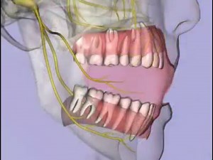 Nerve Supply of teeth