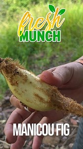 First time hearing about Manicou Fig aka Ping Wing aka Piñuela from the Bromelia Karatas plant which belongs to the Bromelia family and is native to the West Indies and Latin America. | Eatahfood