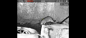 559K views · 11K reactions | Reducing rodent numbers at one of our...