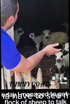 Funny Naughty Goats Causing Chaos 😂 Crazy Goat Moments You Can’t Stop Laughing At!