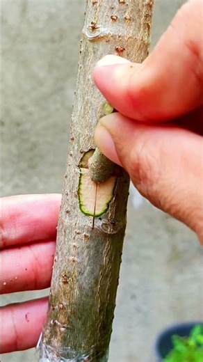 Do this method for grafting a tree #grafting #gardening #diy #USAtoday #USAplant #plantlovers #fyp