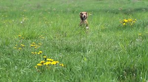 1M views · 20K shares | If you are going to have plants in your...