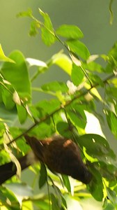 Beauty of Nature: Birds in the Wild Wild, free, and full of grace—these birds are a perfect reminder of how beautiful nature truly is. Every glance, every feather, part of the wild magic around us. 🌾🕊️ #BirdsInAction #WildlifeReel #BirdsofBangladesh #NatureReels | Go Green Forlife