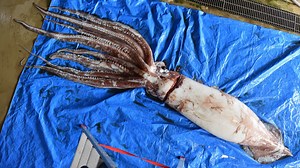 World's most elusive giant squid could be monogamous, female corpse hints