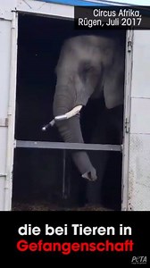 Circus Afrika gastiert noch bis zum 18.8. auf #Rügen. 👎🏼 Bitte denkt an die Tiere & besucht KEINE Zirkusse mit Tieren. Artgerecht ist nur die Freiheit! | PETA Deutschland