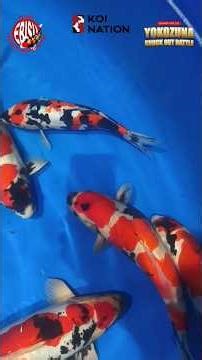 DOITSU SHOWA SUPER❗ PRODUK KOI NATION HANDPICKED BY OM YOYO #koi #ikankoiberkualitas #kolamkoi