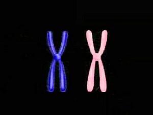 Crossing Over MEIOSIS 1 min