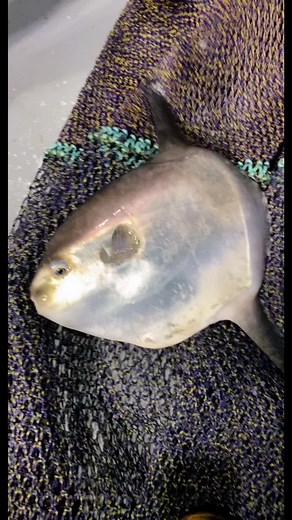 From Juvenile to Adult: Exploring the World of Sunfish Fishing