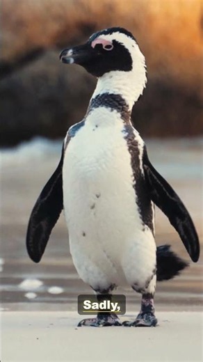 Last of Its Kind: The African Penguin's Fight for Survival | 4K Wildlife