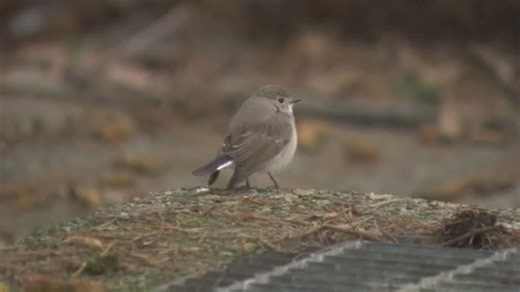 Bird never seen before in Canada draws crowds to Vancouver park